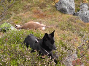 Ein fornøyd svarthund etter ein flott jaktdag i fjellet... 